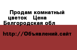 Продам комнатный цветок › Цена ­ 2 000 - Белгородская обл.  »    